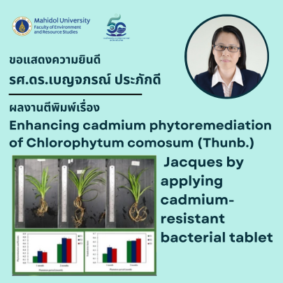 Enhancing cadmium phytoremediation of Chlorophytum comosum (Thunb.) Jacques by applying cadmium-resistant bacterial tablet